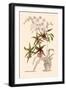 Orchid: Odontoglossum Hastilablum-null-Framed Art Print