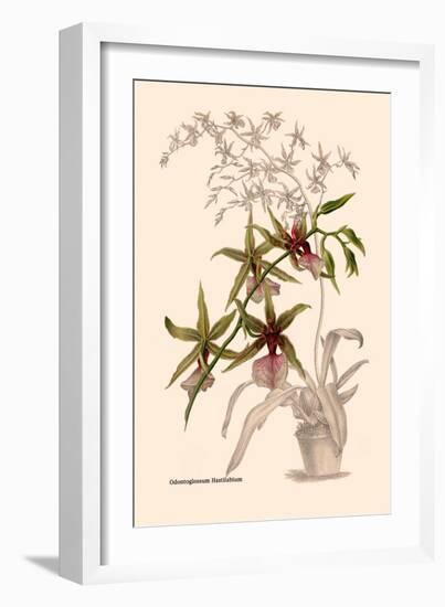 Orchid: Odontoglossum Hastilablum-null-Framed Art Print