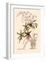 Orchid: Odontoglossum Hastilablum-null-Framed Art Print