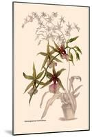 Orchid: Odontoglossum Hastilablum-null-Mounted Art Print