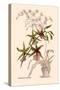 Orchid: Odontoglossum Hastilablum-null-Stretched Canvas