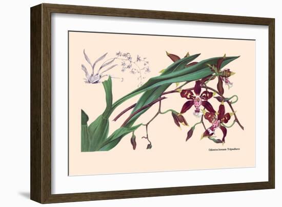 Orchid: Odontoglossum Tripudans-null-Framed Art Print