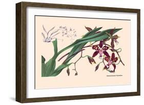 Orchid: Odontoglossum Tripudans-null-Framed Art Print