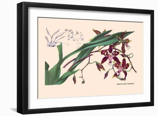 Orchid: Odontoglossum Tripudans-null-Framed Art Print