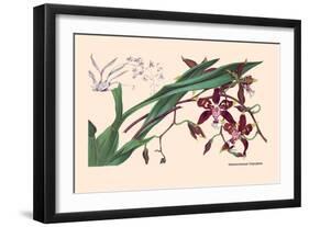 Orchid: Odontoglossum Tripudans-null-Framed Art Print