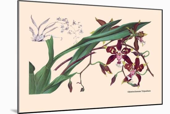 Orchid: Odontoglossum Tripudans-null-Mounted Art Print