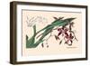 Orchid: Odontoglossum Tripudans-null-Framed Premium Giclee Print