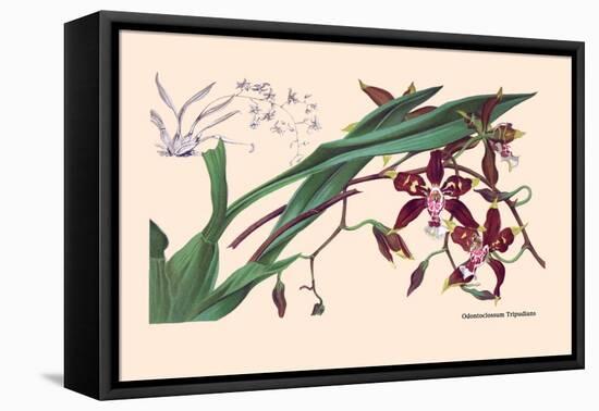 Orchid: Odontoglossum Tripudans-null-Framed Stretched Canvas