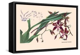 Orchid: Odontoglossum Tripudans-null-Framed Stretched Canvas