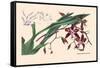 Orchid: Odontoglossum Tripudans-null-Framed Stretched Canvas