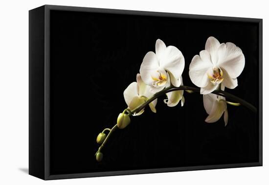 Orchid on Black-Karyn Millet-Framed Stretched Canvas