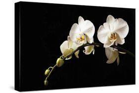 Orchid on Black-Karyn Millet-Stretched Canvas