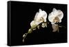 Orchid on Black-Karyn Millet-Framed Stretched Canvas