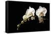 Orchid on Black-Karyn Millet-Framed Stretched Canvas