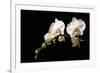 Orchid on Black-Karyn Millet-Framed Photographic Print