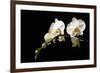 Orchid on Black-Karyn Millet-Framed Photographic Print