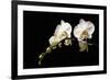 Orchid on Black-Karyn Millet-Framed Photographic Print