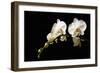 Orchid on Black-Karyn Millet-Framed Photographic Print