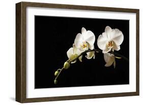 Orchid on Black-Karyn Millet-Framed Photographic Print