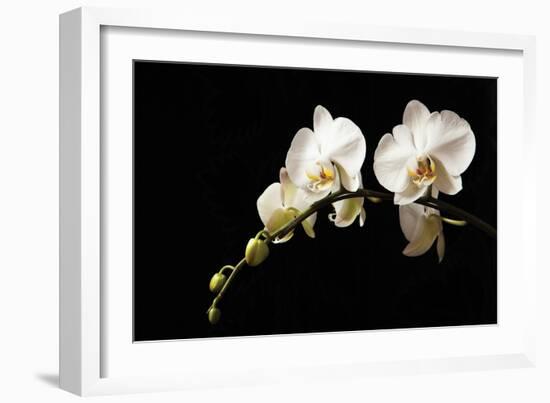 Orchid on Black-Karyn Millet-Framed Photographic Print