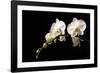 Orchid on Black-Karyn Millet-Framed Photographic Print