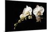 Orchid on Black-Karyn Millet-Mounted Photographic Print