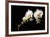 Orchid on Black-Karyn Millet-Framed Photographic Print