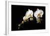 Orchid on Black-Karyn Millet-Framed Photographic Print