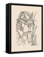 Orchid on Khaki I-Samuel Curtis-Framed Stretched Canvas