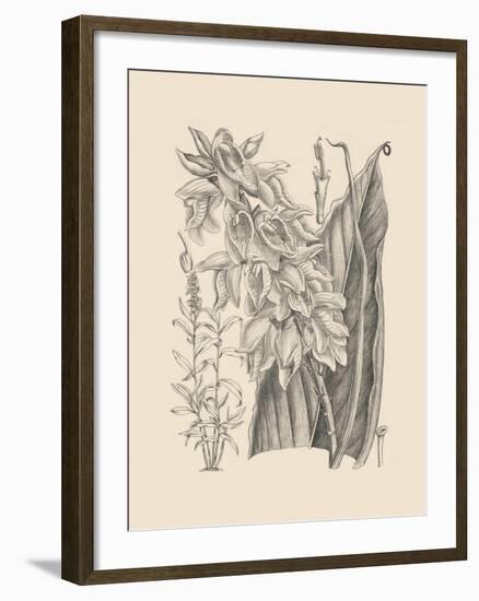 Orchid on Khaki III-Samuel Curtis-Framed Art Print