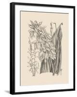 Orchid on Khaki III-Samuel Curtis-Framed Art Print