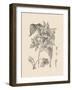 Orchid on Khaki IV-Samuel Curtis-Framed Art Print