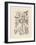 Orchid on Khaki V-Samuel Curtis-Framed Art Print