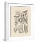 Orchid on Khaki V-Samuel Curtis-Framed Art Print