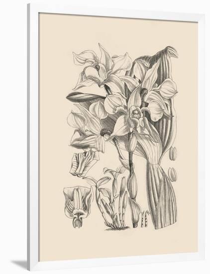 Orchid on Khaki V-Samuel Curtis-Framed Art Print