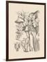 Orchid on Khaki V-Samuel Curtis-Framed Art Print