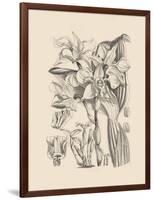 Orchid on Khaki V-Samuel Curtis-Framed Art Print