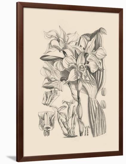 Orchid on Khaki V-Samuel Curtis-Framed Art Print