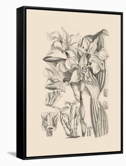 Orchid on Khaki V-Samuel Curtis-Framed Stretched Canvas