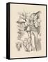 Orchid on Khaki V-Samuel Curtis-Framed Stretched Canvas