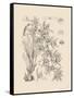 Orchid on Khaki VII-Samuel Curtis-Framed Stretched Canvas