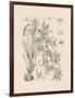 Orchid on Khaki VII-Samuel Curtis-Framed Art Print