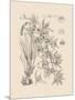 Orchid on Khaki VII-Samuel Curtis-Mounted Art Print