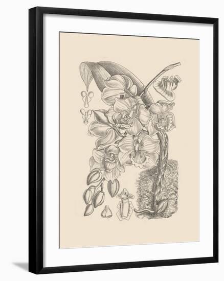 Orchid on Khaki VIII-Samuel Curtis-Framed Art Print