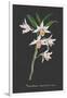 Orchid on Slate IV-Vision Studio-Framed Art Print