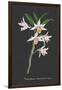 Orchid on Slate IV-Vision Studio-Framed Art Print