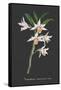 Orchid on Slate IV-Vision Studio-Framed Stretched Canvas