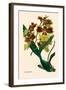 Orchid: Oncidium Mantinii-null-Framed Art Print