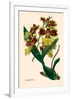 Orchid: Oncidium Mantinii-null-Framed Art Print