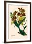 Orchid: Oncidium Mantinii-null-Framed Art Print